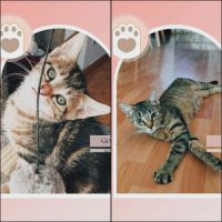 Genievre et zoe, adorable duo à l'adoption