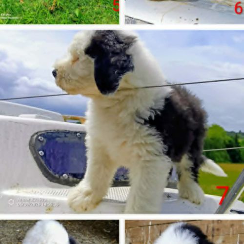 Chiots bobtail cherchent famille à calins ! #0