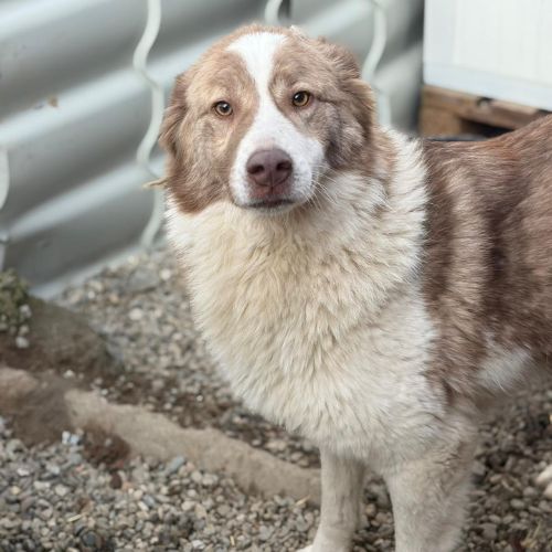 Collie, croisée border collie, à l'adoption #2