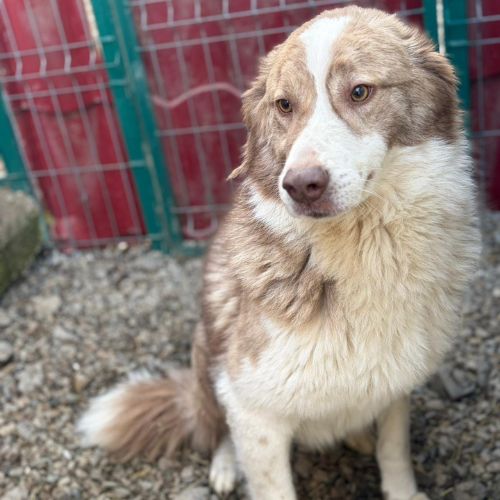 Collie, croisée border collie, à l'adoption #3