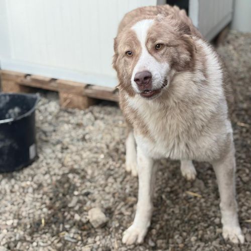 Collie, croisée border collie, à l'adoption