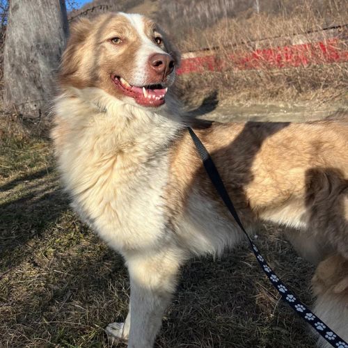 Collie, croisée border collie, à l'adoption #6