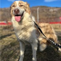 Collie, croisée border collie, à l'adoption #1
