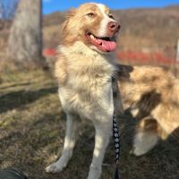 Collie, croisée border collie, à l'adoption #5