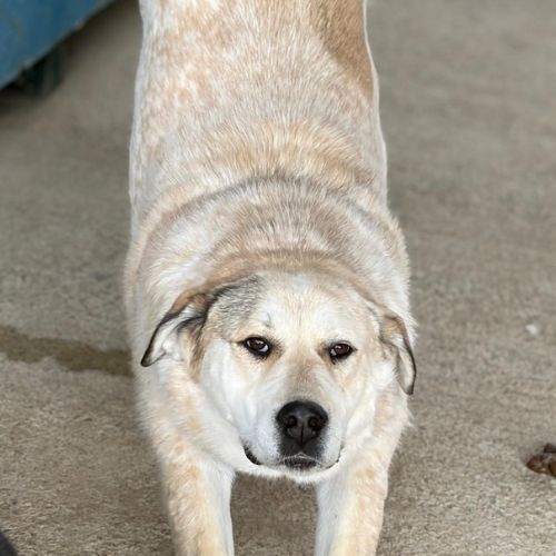 Nouma, adoption urgente