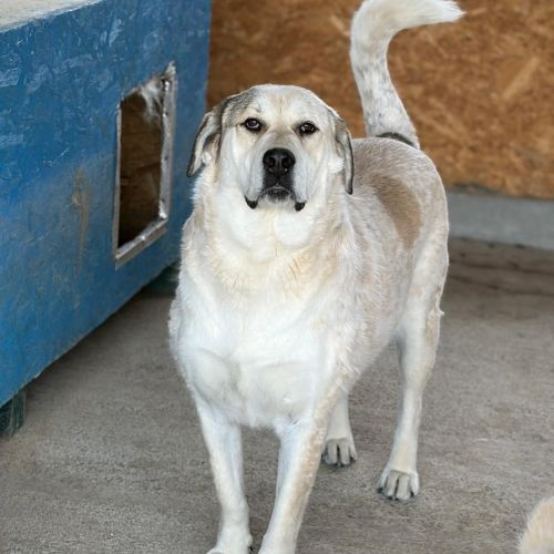 Nouma, adoption urgente #3