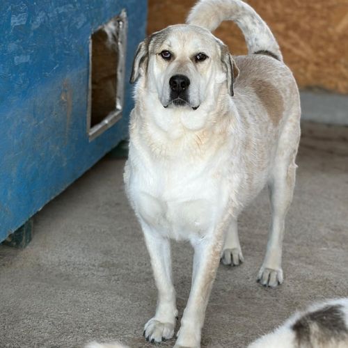 Nouma, adoption urgente #5