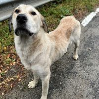 Nouma, adoption urgente #1