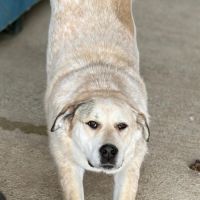 Nouma, adoption urgente