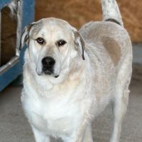 Nouma, adoption urgente #4