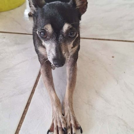 Ziggy, petit chien parfait #3