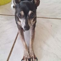 Ziggy, petit chien parfait #3