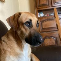 Guelia, joli coeur à prendre