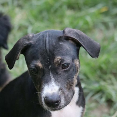 Darwin, bébé câlin #1