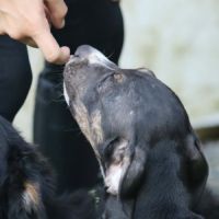 Darwin, bébé câlin #2