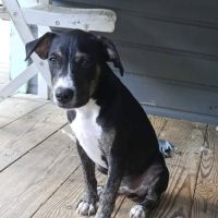 Darwin, bébé câlin #4