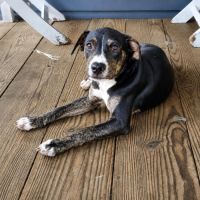 Darwin, bébé câlin #5