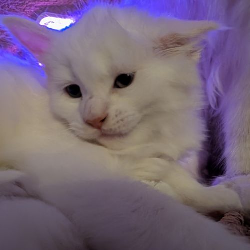 Bowie chaton maine coon red silver shaded #1