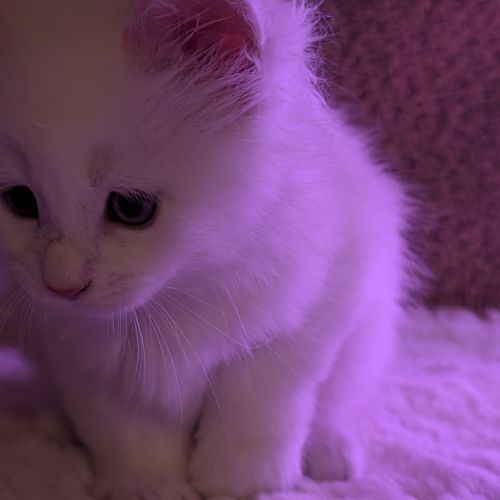 Bowie chaton maine coon red silver shaded #2