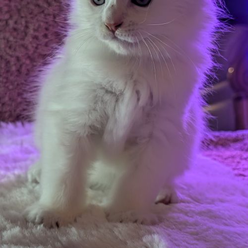 Bowie chaton maine coon red silver shaded