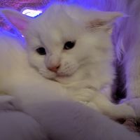 Bowie chaton maine coon red silver shaded #1