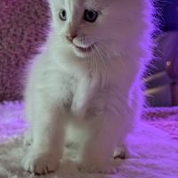Bowie chaton maine coon red silver shaded #4