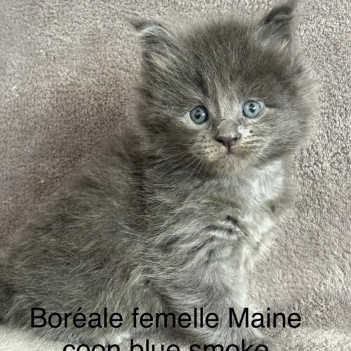 Chatons maine coon blue smoke à réserver