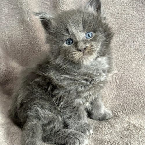 Chatons maine coon blue smoke à réserver #3