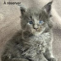 Chatons maine coon blue smoke à réserver #2