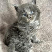 Chatons maine coon blue smoke à réserver #3