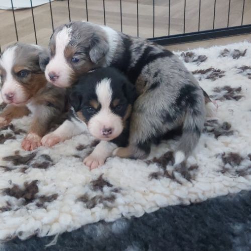 Magnifiques chiots bergers americains miniatures