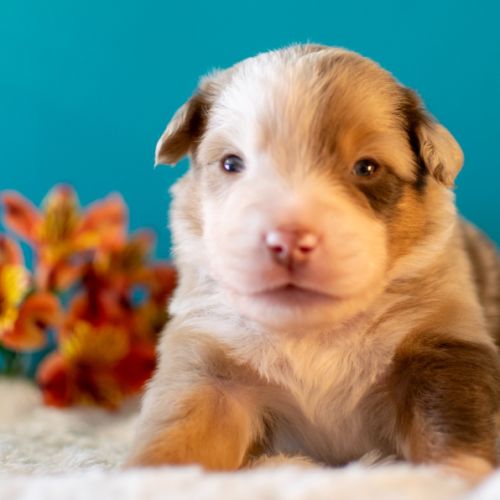 Magnifiques chiots bergers americains miniatures #6
