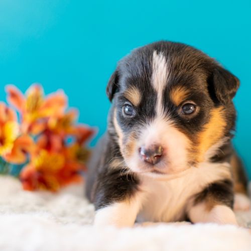 Magnifiques chiots bergers americains miniatures #8