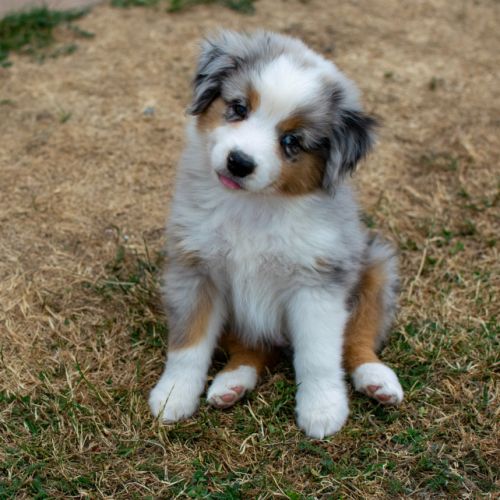 Magnifiques chiots bergers americains miniatures