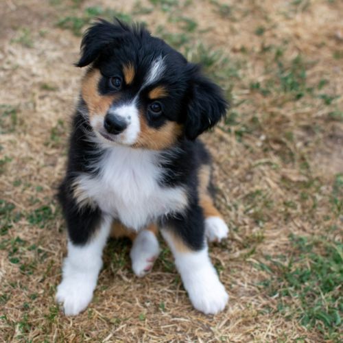Magnifiques chiots bergers americains miniatures #5