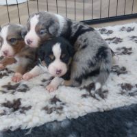 Magnifiques chiots bergers americains miniatures #0
