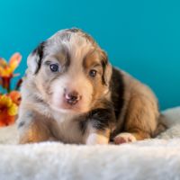 Magnifiques chiots bergers americains miniatures #2