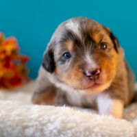 Magnifiques chiots bergers americains miniatures #3