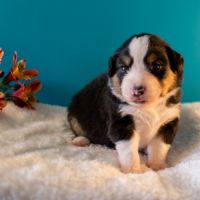 Magnifiques chiots bergers americains miniatures #4