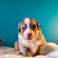 Magnifiques chiots bergers americains miniatures #5