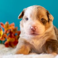Magnifiques chiots bergers americains miniatures #6