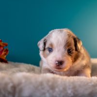 Magnifiques chiots bergers americains miniatures #7
