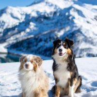 Magnifiques chiots bergers americains miniatures #10