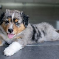 Magnifiques chiots bergers americains miniatures