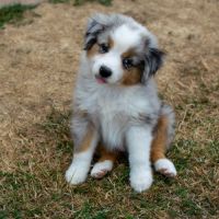 Magnifiques chiots bergers americains miniatures