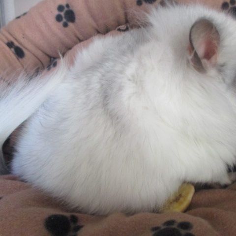 Bébé chinchilla blanc angora #2