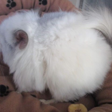 Bébé chinchilla blanc angora #3