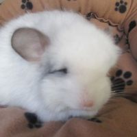 Bébé chinchilla blanc angora #0