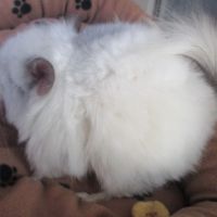 Bébé chinchilla blanc angora #3