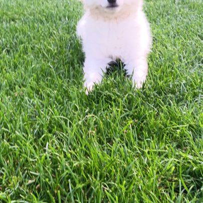 Chiot spitz #1